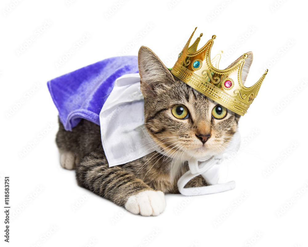Obraz premium Kitten wearing prince costume