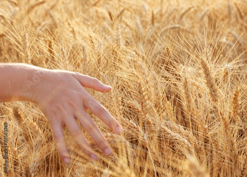 Woman touching wheat on a field