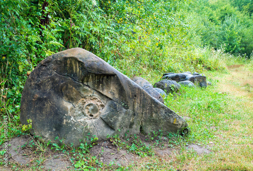 Ammonite fossil in the ancient granite stone of jurassic age photo