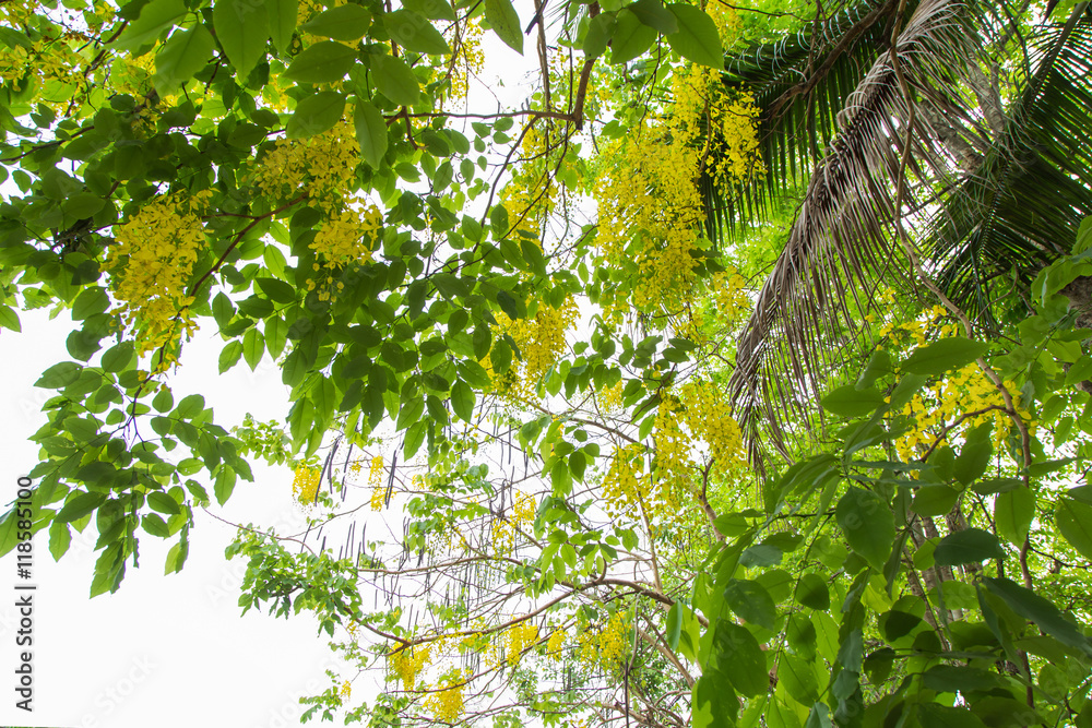 Fototapeta premium Thai Yellow flower or Cassia fistula (Dok Koon) 