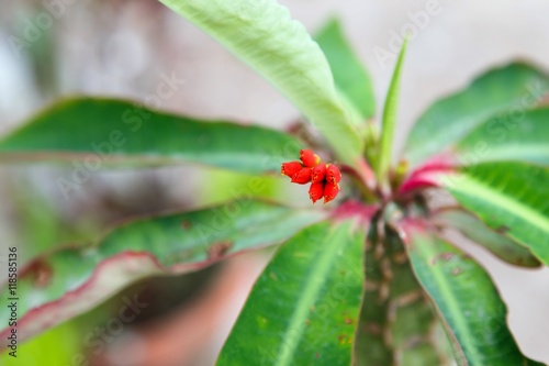 background poi sian flowers(Euphorbia milli ,Crown of thorns, Christ Thorn) 