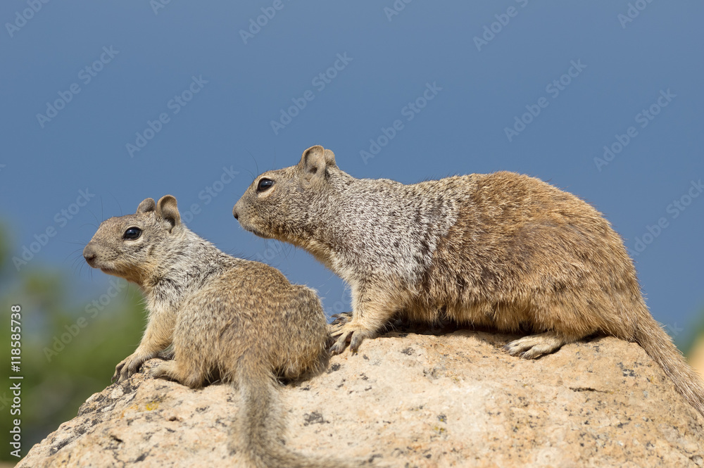 Naklejka premium Rock squirrels (Otospermophilus variegatus).