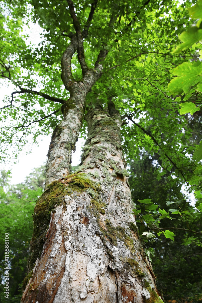 Top of tree in forest
