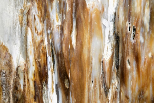 Obraz na płótnie colorful petrified wood detail
w salonie
