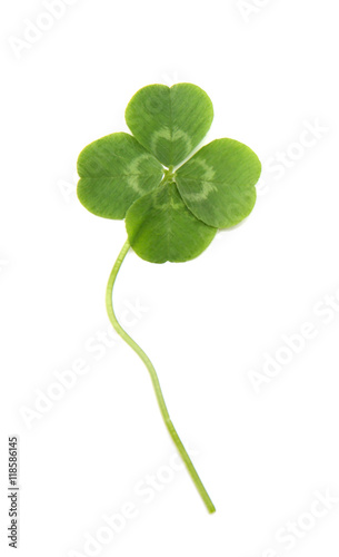 Green four-leaf clover isolated on white