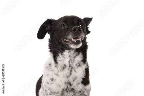 Portrait Of A Dog