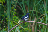 Oriental Magpie Robin bird