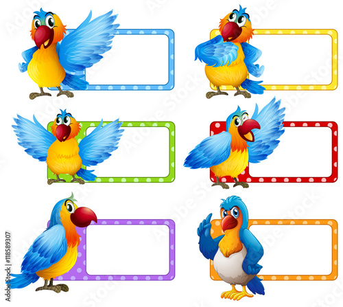 Label design with colorful macaw