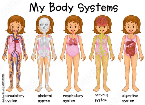 Different body systems in human
