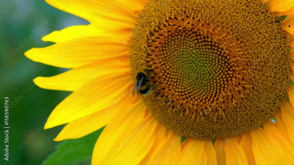 Bee Crawls Along the Beautiful Sunflowers. Bee Crawls Along the Beautiful Sunflowers.