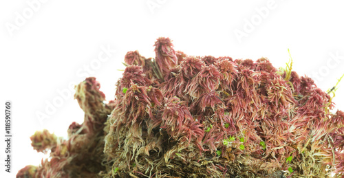 Bog moss, Sphagnum on white background photo