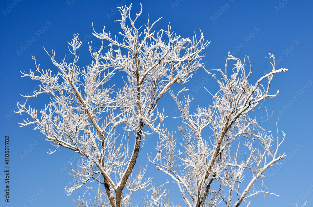 Snow-covered branches against the blue snow in the woods in winter 