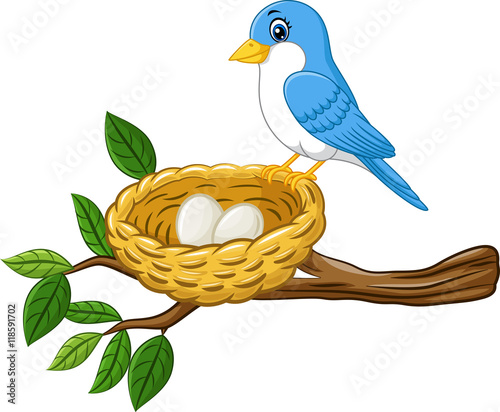 Bird with egg in the nest isolated on white background 