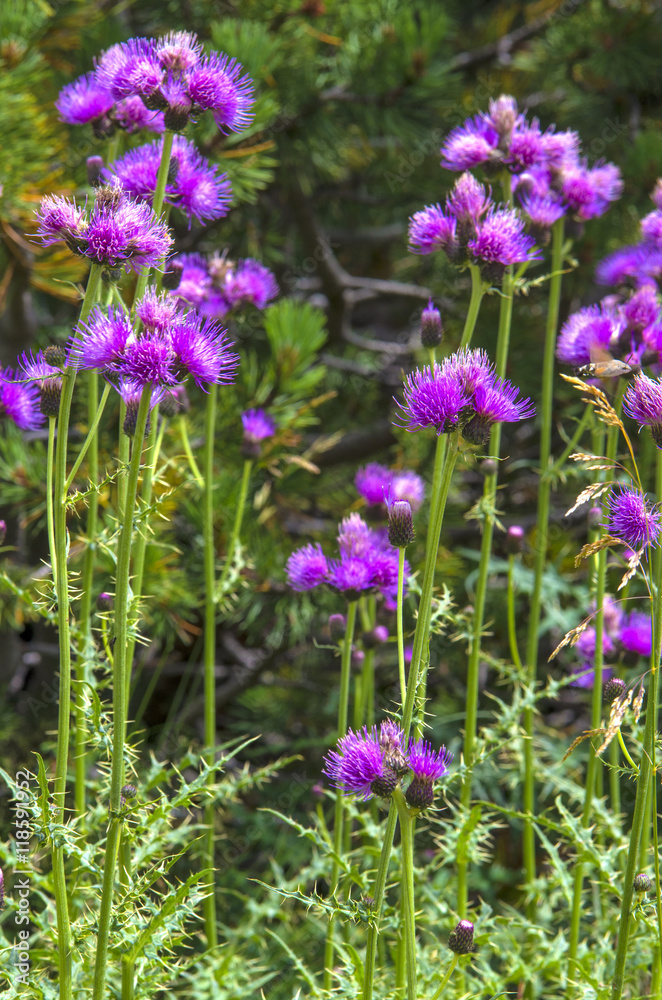 Wild mountain flowers.Mountain plants and flowers, typical vegetation in Pirin national park in south Bulgaria. Wild mountain flowers.Mountain plants and flowers, typical vegetation in Pirin national park in south Bulgaria.