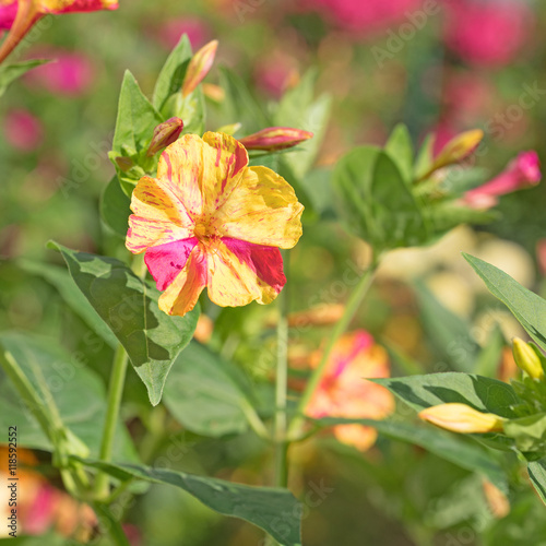 Wunderblume  Mirabilis jalapa