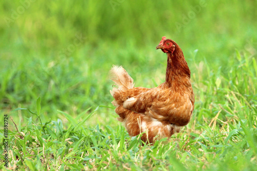 Foto Image of red hen in green grass field.