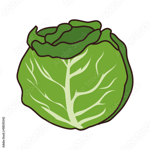cabbage vegetable food natural organic veggie fresh vector illustration 