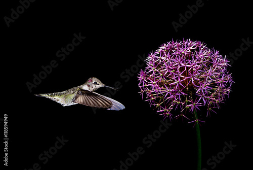 Hummingbirds with tropical flower over black background