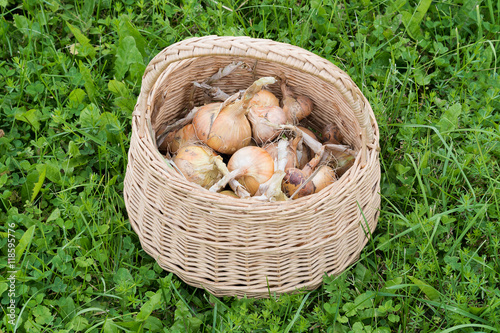 Onions in basket.