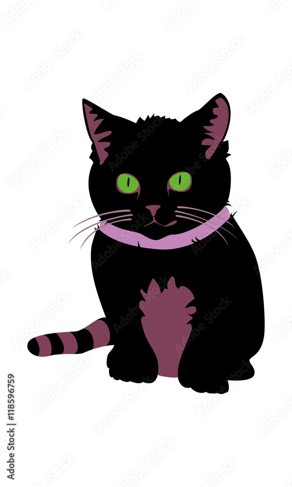 junge Katze mit Halsband junge Katze mit Halsband