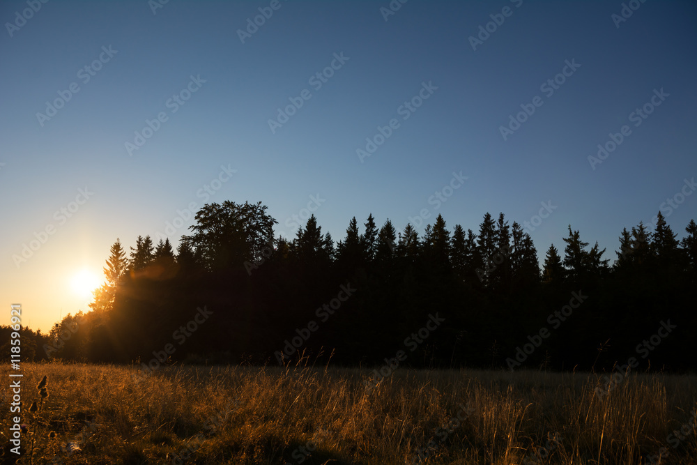 Dry yellow grass in sunset golden light Dry yellow grass in sunset golden light