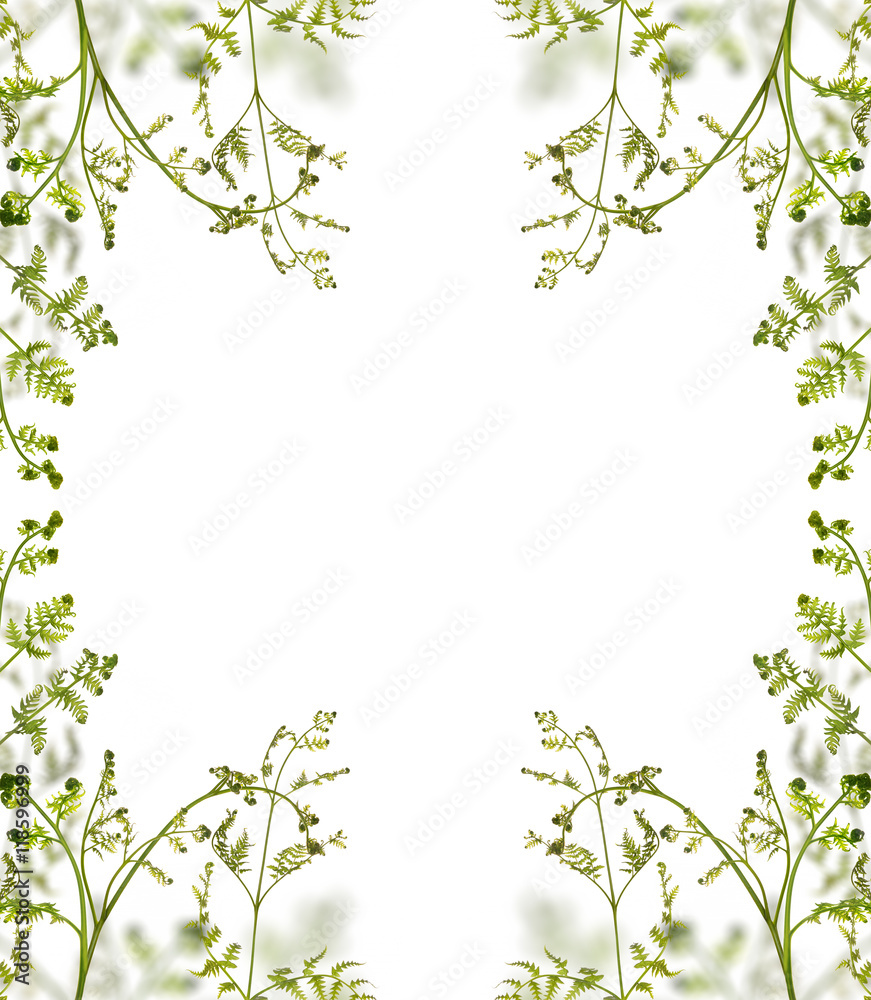 Naklejka premium green young spring fern branches frame