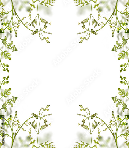 green young spring fern branches frame