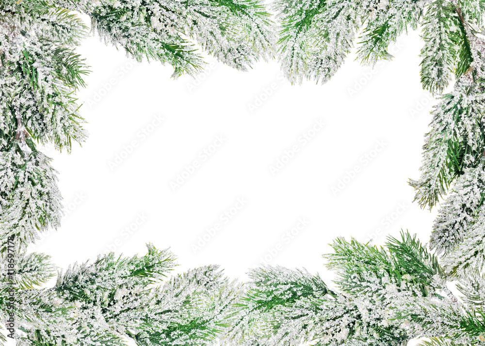 frame from green pine tree branches in snow on white