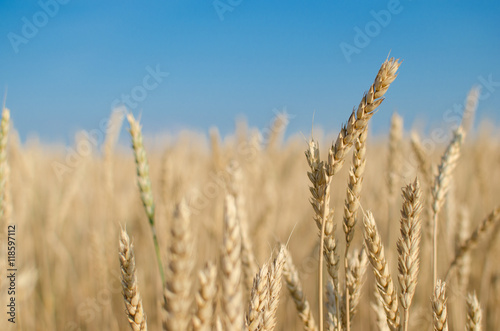 Wheat against the blue sky.