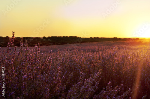 Ray of rising sun over field of blooming lavender flowers