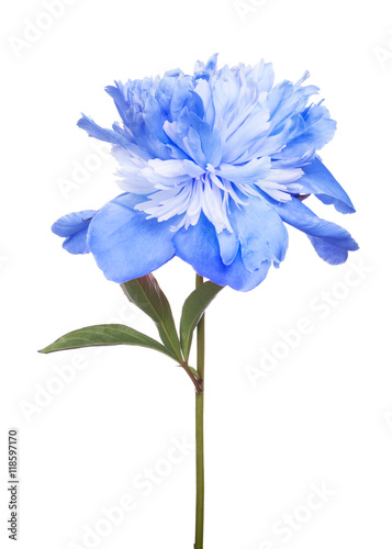isolated blue peony flower with green leaves