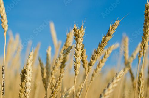 Wheat against the blue sky.