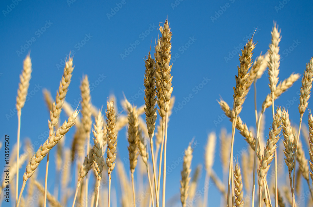 Fototapeta premium Wheat against the blue sky.