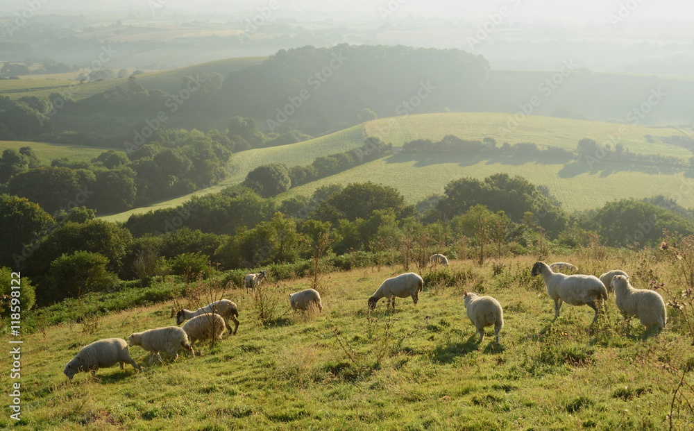 Early morning over Marshwood Vale seen from Colmer's Hill in Devon, England Early morning over Marshwood Vale seen from Colmer's Hill in Devon, England