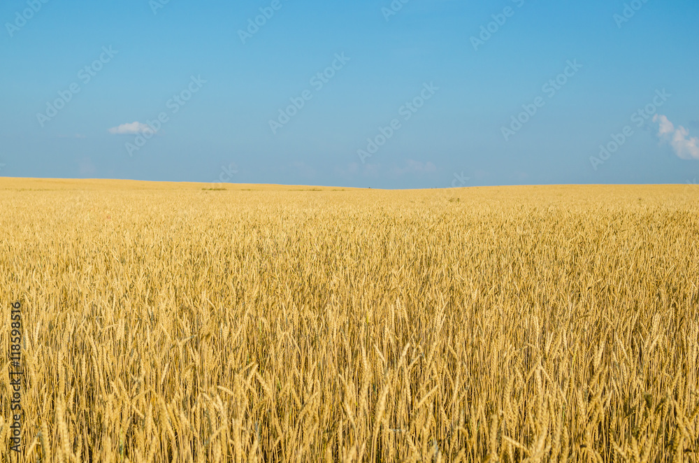 Field of wheat.