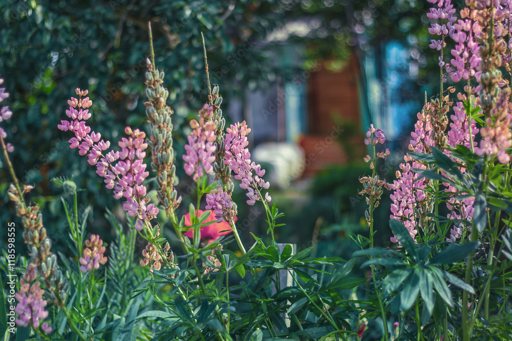 Beautiful garden flowers