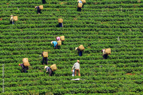 People with conical hat and bamboo basket are harvesting tea leaf in Bao Loc, Lam Dong, Vietnam