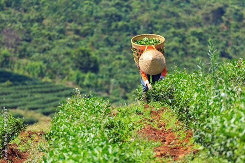 Woman with conical hat and bamboo basket is harvesting tea leaf in Bao Loc, Lam Dong, Vietnam