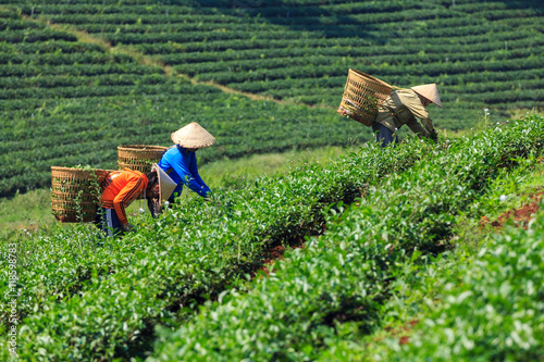 Women with conical hat and bamboo basket are harvesting tea leaf in Bao Loc, Lam Dong, Vietnam