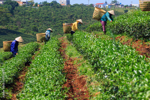 Women with conical hat and bamboo basket are harvesting tea leaf in Bao Loc, Lam Dong, Vietnam