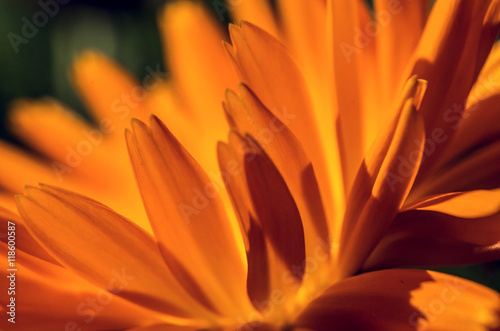 Fototapeta Naklejka Na Ścianę i Meble -  Solar petals of calendula