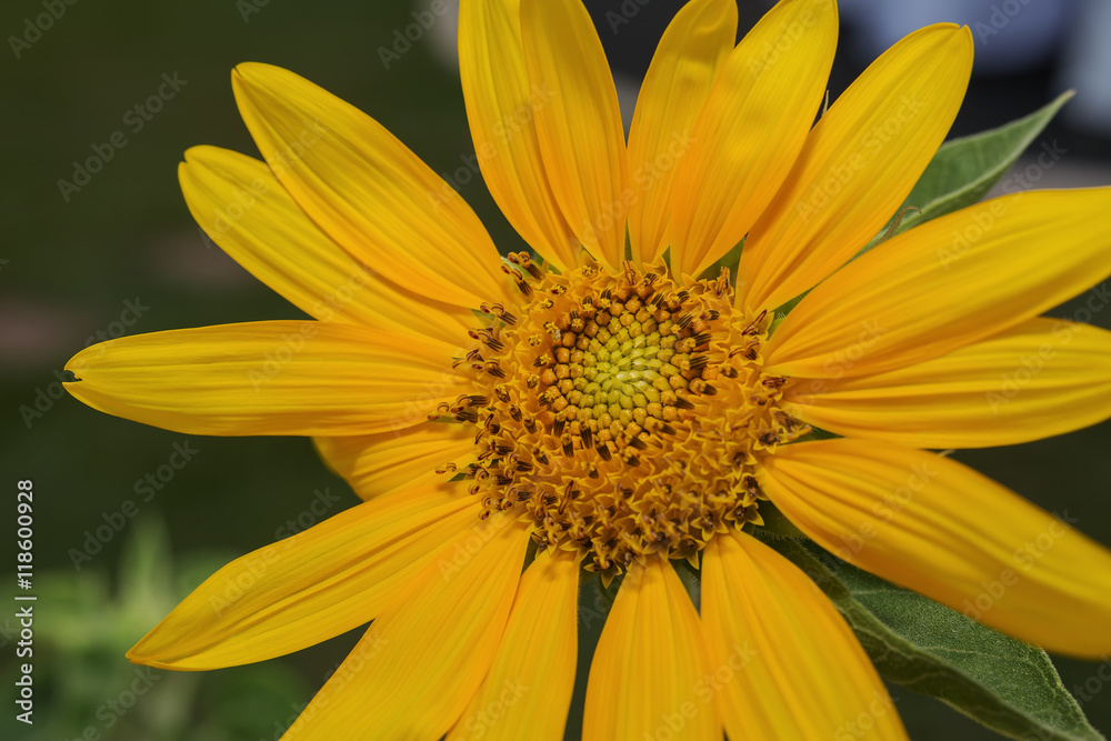 Sunflower Sunflower
