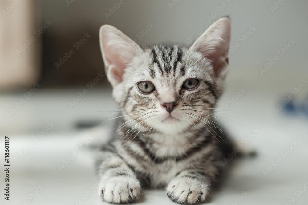 cute cat, American short hair cat, Funny cat