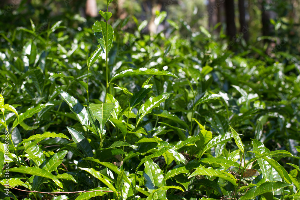 Tea leaves on  plantation. Coonor, Nilgiri, India, Tamil Nadu
