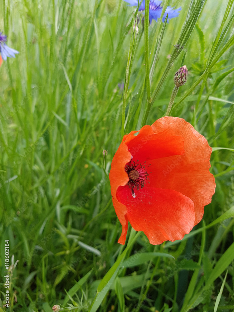 Klatschmohn; Papaver; rhoeas Klatschmohn; Papaver; rhoeas