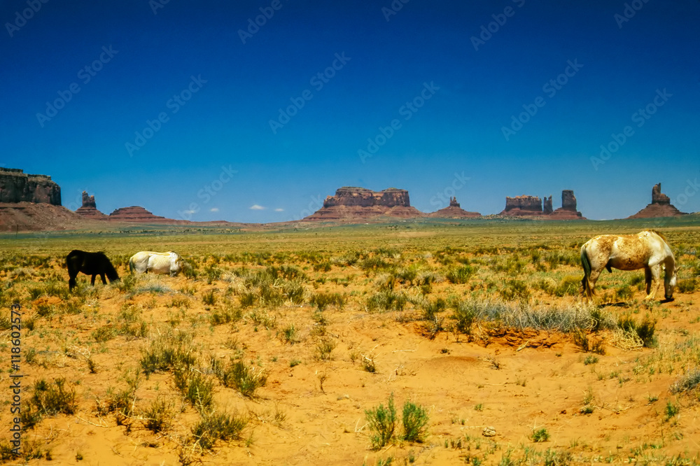 Horses in Monument Valley