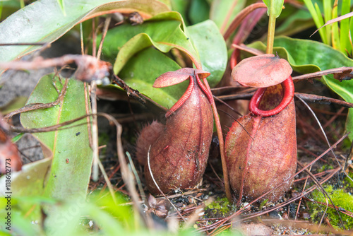 Tropical pitcher plants or monkey cups in national park. photo