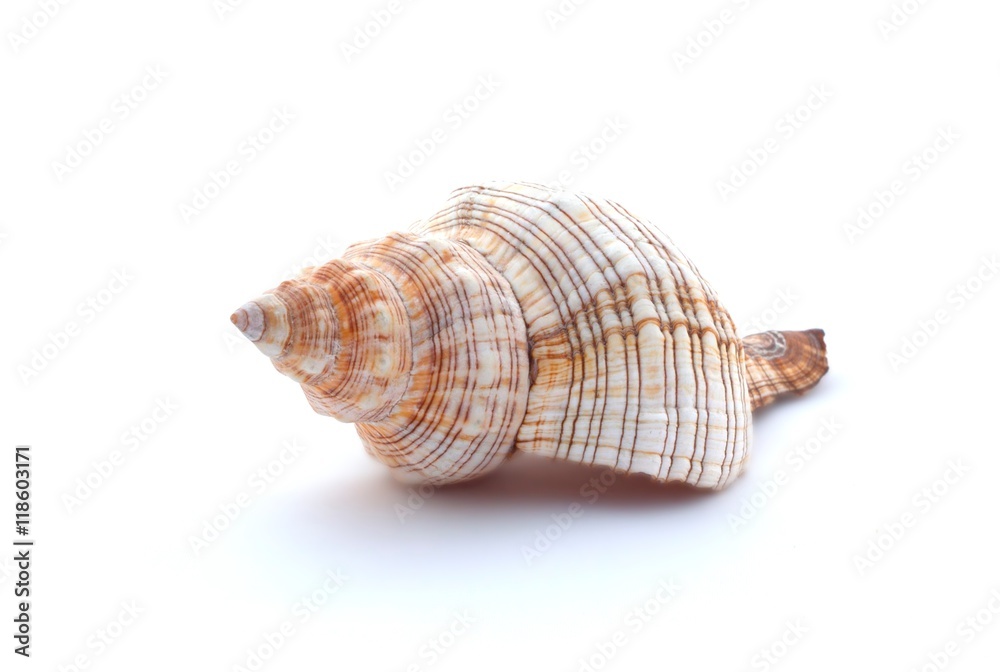 Beautiful seashell on the white background. Beautiful seashell on the white background.