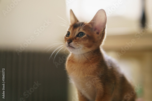 Bild auf Leinwand abyssinian kitten wild color indoor portrait
