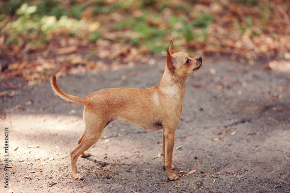 One beautiful small russian toy terrier dog outdoors on summer sunny day One beautiful small russian toy terrier dog outdoors on summer sunny day